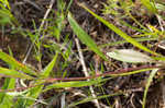 Largeflower tickseed